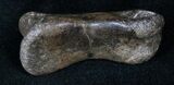 Theropod (Raptor) Toe Bone - Montana #12930-1